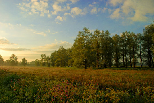 Netherlands, Groningen, Haren, Glimmen, Autumn landscape with uncultivated field and trees