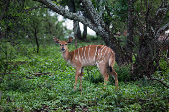 South Africa, Gauteng Province, Tshwane, Swaeltjie, Pretoria, Portrait of Nyala