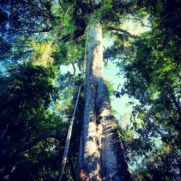 Brazil, North Region, Samauma tree