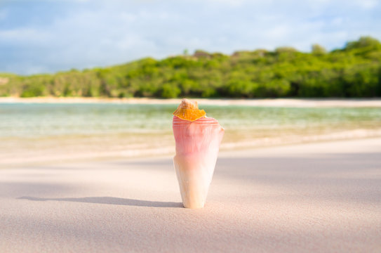 Antigua and Barbuda, Antigua, Broken conch shell on beach at Half Moon Bay