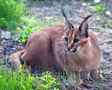 Limpopo, South Africa, Caracal