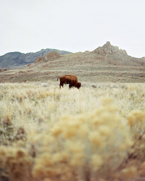USA, Utah, Lonely buffalo grazing in grass