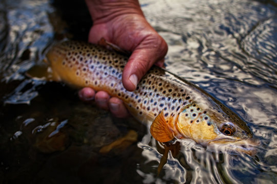 Close up of man's hand holding fish