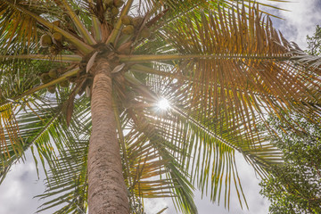Palme und Sonne, Froschperspektive