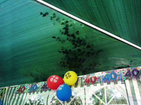 Sweden, Svealand, Stockholm, 40th birthday celebrations