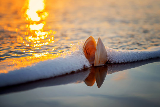 Close-up of a Shell on a beach in the ocean surf at sunrise, Christchurch, South Island, New Zealand