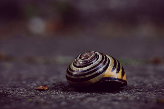 Snail Shell