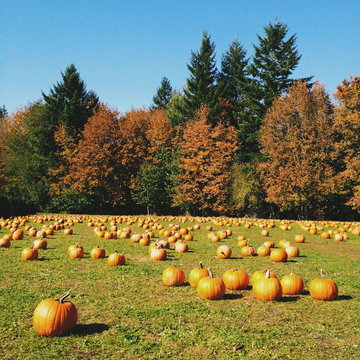 Freshly harvested pumpkins on a Pumpkin patch in autumn, Oregon, USA