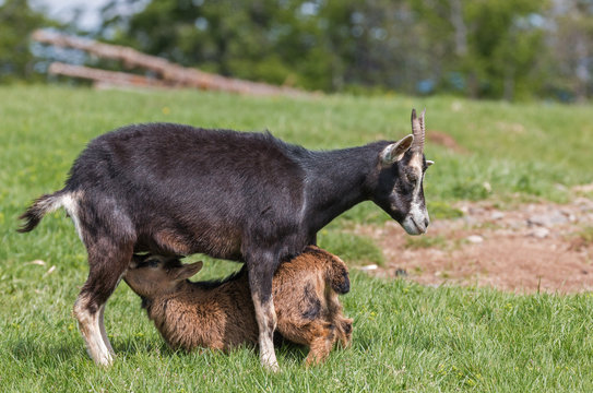 chèvre et son cabri