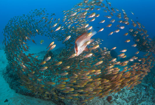 Emperor red snapper and a school of golden sweepers swimming above the ocean floor, Ponta Mamoli, Mozambique