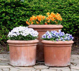 Colorful spring flowers in flower pots