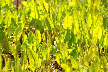 Щавель в лучах солнца на грядке