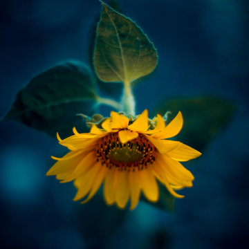 Spain, Girasol, Close-up of sunflower