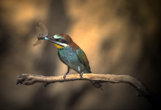 Spain, Navarra, Comunidad Foral de Navarra, Bee-eater perching on branch and holding insect