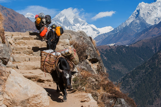 Nepal, Animals carrying luggage in Himalayas