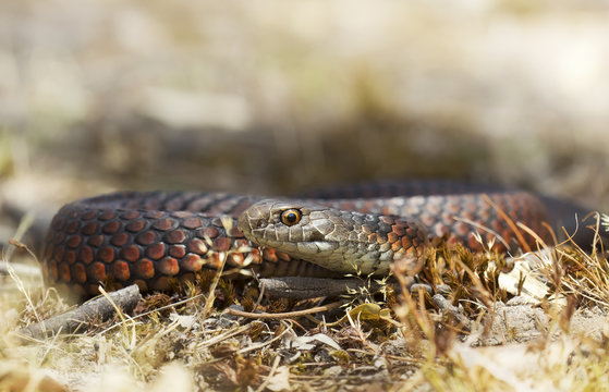 Close-up of a Lowland copperhead (Austrelaps superbus) lying in the grass, Australia