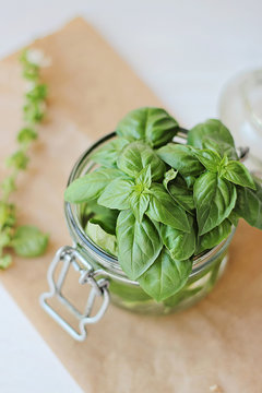 Fresh basil leaves in glass jar