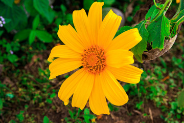 Tree marigold, Mexican tournesol, Mexican sunflower