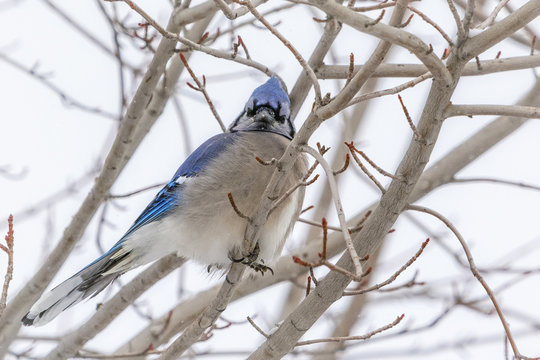 USA, Colorado, Blue Jay in tree
