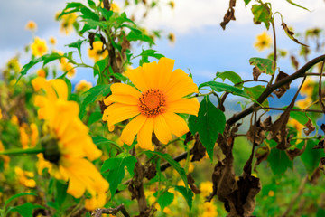 Tree marigold, Mexican tournesol, Mexican sunflower