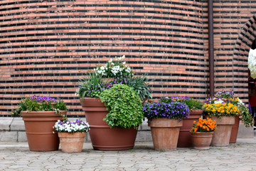 potted flowers on the brick wall background