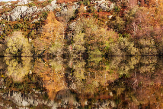 UK, Wales, Autumn Colors Reflected in Llyn Padarn