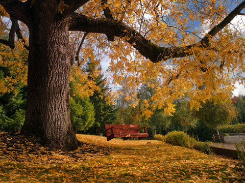 Bench swing in tree