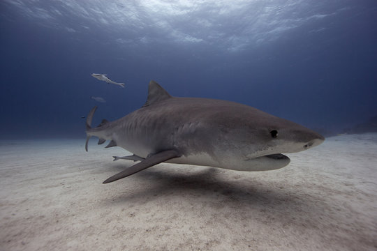 Bahamas, Tiger shark swimming above ocean floor