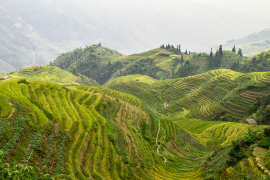 China, Guangxi, Longsheng county, View of Guilin Dragon's Backbone rice terraces