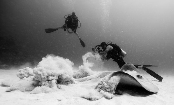 Divers photographing mantaray