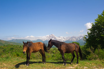 Fototapeta na wymiar Coppia di cavalli nei pressi di Campotosto