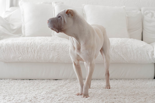 Shar pei dog standing beside sofa