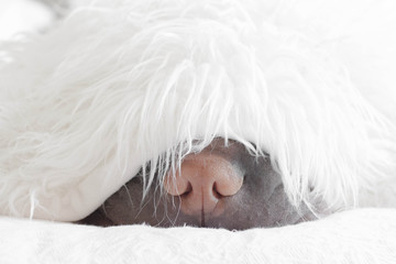 Close up of shar pei dog under blanket