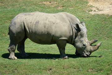 Fototapeta premium Rinoceronte