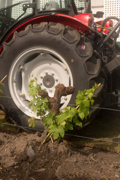 Cropped image of wheel of an agricultural tractor in a vineyard