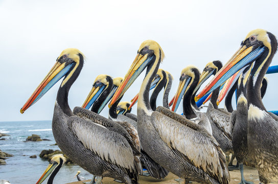 Close-up side view of a pod of pelicans by the sea, Maitencillo, Provincia de Valparaiso, Valparaiso Region, Chile
