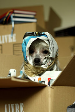 Portrait of dog wrapped in newspapers