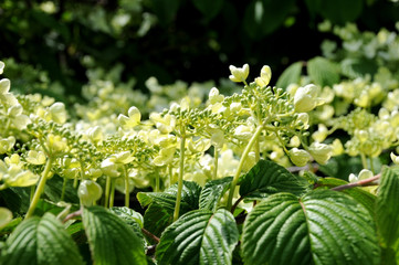 Viburnum plicatum (japanese snowball) in bloom
