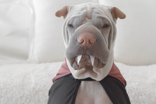 Portrait of shar pei dog wearing dracula costume