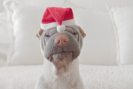 Close-up Portrait of a shar-pei dog sitting in front of a sofa wearing a santa hat