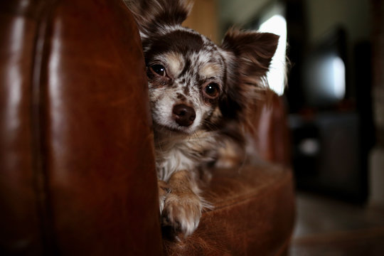 Portrait of chihuahua dog sitting on sofa