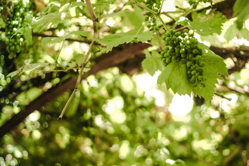 France, Green grape 