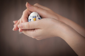 Fototapeta na wymiar Hands holding a blue bird