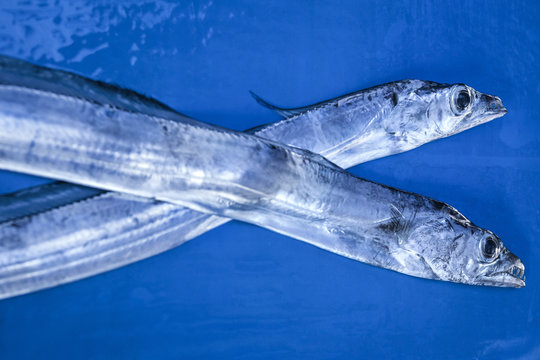 Two fish for sale at fish market, West Java, Indonesia
