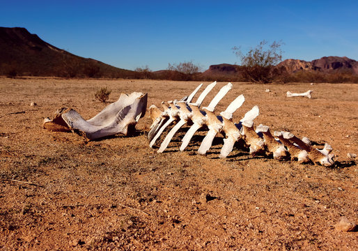 Animal skeleton in the desert, Harquahala, Arizona, USA