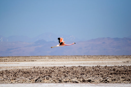 Chile, San Pedro De Atacama, Flamingo Flying Over Desert
