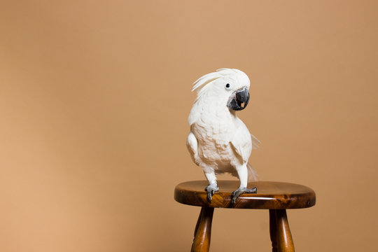 Portrait of a white crested cockatoo on a stool