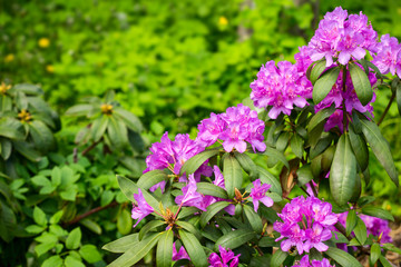 Fototapeta premium Rhododendrons