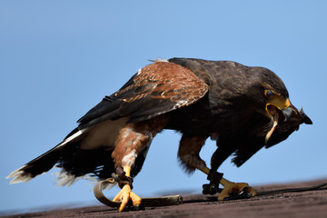 Falco di Harris