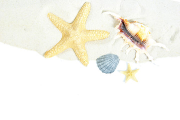  shells on sand